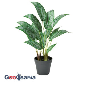 yz AXJ  JeA (|bgt) O[ 48×30cmA|bg:12.5×10.5cm A-51053-051A ( A { t tFCNO[ ϗtA Ϗ  )