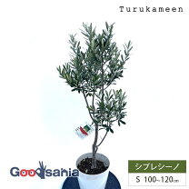 楽天市場】オリーブ木 シプレシーノの通販