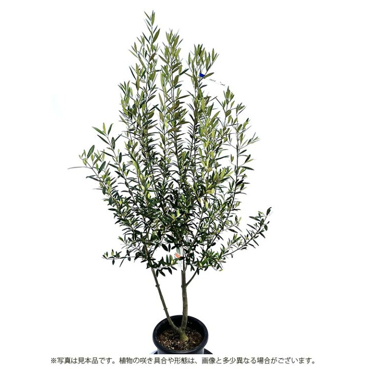 楽天市場】【送料無料】 鶴亀園 オリーブの木 ひなかぜ Medium (約130 