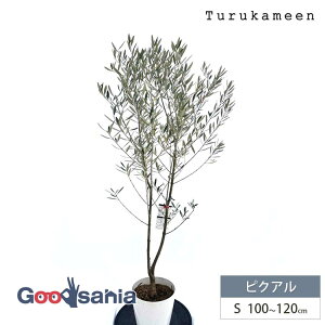 yz ߋT I[u̖ sNA Small (100~120cm) ( I[u STCY X[ 7 ϗtA A c  A V{c[ K[fjO ډB Mtg j Ύ )