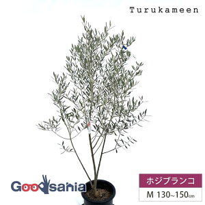 �y���������z�ߋT�� �I���[�u�̖� �z�W�u�����R Medium (��130~150cm) ( �I���[�u M�T�C�Y �~�f�B�A�� 8�� �ϗt�A�� ���A�� �c�� ��� �A�� �V���{���c���[ �K�[�f�j���O �ډB�� �M�t�g ���j�� ���