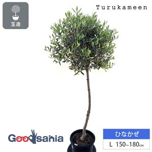 �ߋT�� �I���[�u�̖� �ЂȂ��� �ʑ���E�X�^���h�d���� L�T�C�Y ��150�`180cm ( �I���[�u �Ϗܗp�I���[�u L �ϗt�A�� ���A�� �d���Ė� �c�� ��� ���O ���� �A�� �� �V���{���c���[ �C���e���A�O