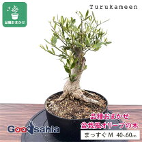 楽天市場】オリーブ古木の通販