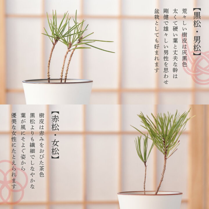 楽天市場 結婚祝い 観葉植物 ミニ 盆栽 名入れ 名前入り ペア ギフト 黒松 赤松 栽培セット 夫婦松 松 盆栽キット 小さい 鉢植え 縁起物 おしゃれ インテリア 雑貨 両親 プレゼント 結婚式 贈呈品 記念品 結婚記念日 還暦 古希 喜寿 傘寿