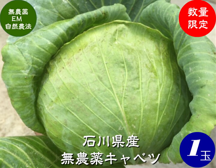 楽天市場 送料無料 無農薬栽培 ミニキャベツ 1個 約1kg 無農薬 野菜 キャベツ ほんだ農場楽天市場店