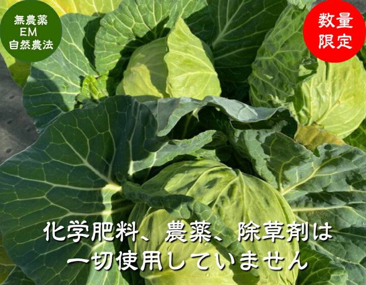 楽天市場 送料無料 無農薬栽培 ミニキャベツ 1個 約1kg 無農薬 野菜 キャベツ ほんだ農場楽天市場店