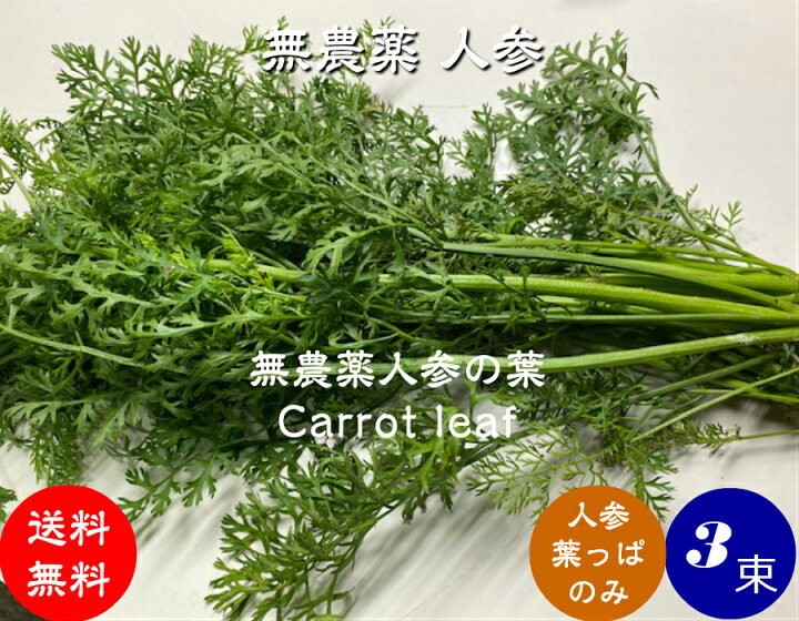 楽天市場 送料無料 無農薬 Em農法 人参の葉 葉っぱのみ にんじん １袋３束 ３本 無農薬 有機 人参 にんじんの葉 ニンジンの葉 Carrotleaf 国産 石川県産 ｅｍ菌 ほんだ農場楽天市場店