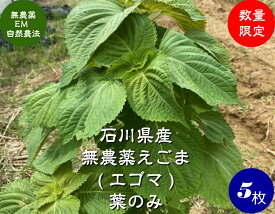 送料無料 無農薬 EM農法 無農薬えごま エゴマの葉　5枚 メール便（荏胡麻）1袋5枚【無農薬・えごま 国産 石川県産・EM菌】