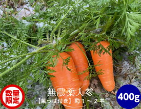 楽天市場 葉 付き 人参の通販 楽天市場 葉 付き 人参の通販