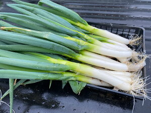  _ EM_@ lM 20{ y_ R_@Y ΐ쌧YEEMہz