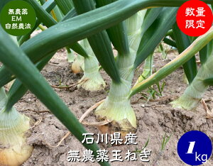 �\���t EM�_�@�E���_��͔|�E�ʂ˂��E�ΐ쌧�Y ��1kg�m3�`5�n�m���_��E���܂˂��E���Y�EEM�ہn
