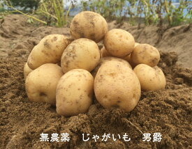 【予約受付】送料無料 無農薬 野菜 じゃがいも［男爵］1kg EM農法 土・泥付き［無農薬、EM菌、ジャガイモ］