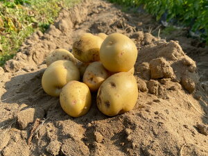 �\���t ���_�� ���Ⴊ�����i�L�^�A�J���j1kg EM�_�@ �m���_�� �W���K�C���AEM�ہnPotatoes