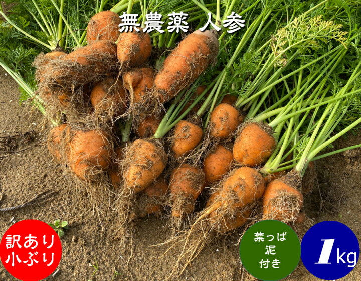 楽天市場 送料無料 無農薬 Em農法 わけあり 人参 小ぶり 葉っぱ付き泥付き にんじん １袋 1ｋｇ 無農薬 有機 人参 にんじん ニンジン 国産 石川県産 ｅｍ菌 ほんだ農場楽天市場店