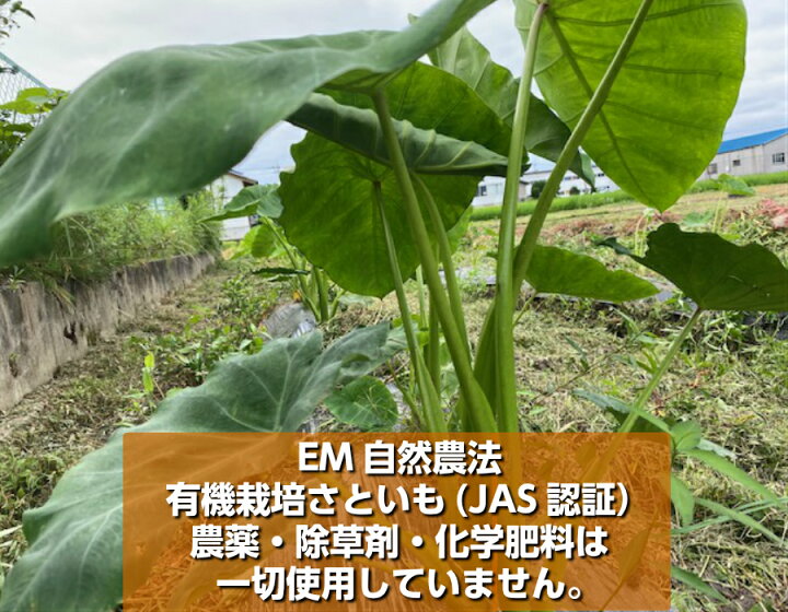 楽天市場 送料無料 無農薬 ｊａｓ有機栽培 里芋 サトイモ 1kg 約個 送料 北海道 沖縄以外0円 ほんだ農場楽天市場店