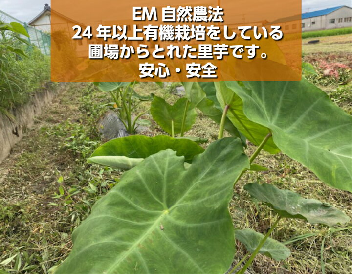 楽天市場 送料無料 無農薬 ｊａｓ有機栽培 里芋 サトイモ 1kg 約個 送料 北海道 沖縄以外0円 ほんだ農場楽天市場店