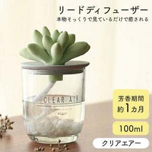 アロマ ディフューザー リードディフューザー 【mercyu 100ml MRU-91】フレグランス アロマディフューザー ルームフレグランス 1ヶ月 ガラス 多肉植物 植物 爽やか 甘い フルーティー コンパクト