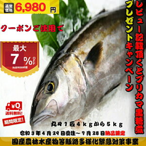 かんぱち 魚の人気商品 通販 価格比較 価格 Com