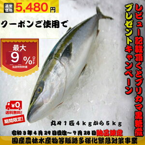 ぶり 1本 魚介類の人気商品 通販 価格比較 価格 Com ぶり 1本 魚介類の人気商品 通販 価格比較 価格 Com
