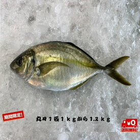 楽天市場 アジ 産地 都道府県 鹿児島 魚介類 水産加工品 食品 の通販