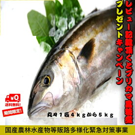 楽天市場 魚の通販 楽天市場 魚の通販