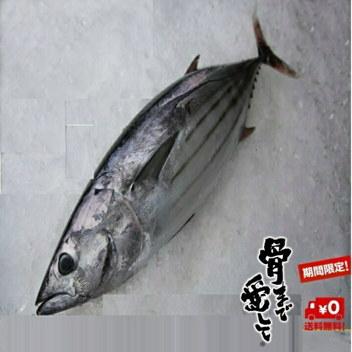 楽天市場 カツオ 鰹 ミシュランのお店でもご使用 1本釣り 1匹約1 5kgから2 5kg 鹿児島県産 送料無料 鮮魚 贅沢 グルメ お試し おかず セット 丸々1匹 インスタ映え 税込み 内臓 エラ付き 骨まで愛して 目利きの山実水産 楽天市場 カツオ 鰹 ミシュランのお店でもご使用 1本釣り 1匹約1 5kgから2 5kg 鹿児島県産 送料無料 鮮魚 贅沢 グルメ お試し おかず セット 丸々1匹 インスタ映え 税込み 内臓 エラ付き 骨まで愛して 目利きの山実水産