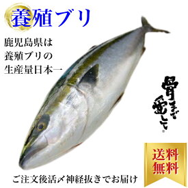 ブリ ぶり 1尾約5kgから6kg 内臓、エラ付き 鰤しゃぶ 刺身 コロナ 対策 お取り寄せ グルメ プレゼント ギフト セット おつまみ 結婚祝い 出産祝い 誕生日プレゼント 食品 食べ物 福袋 内祝い 高級 海鮮 詰め合わせ 北海道、沖縄は1000円加算し、ご請求いたします。