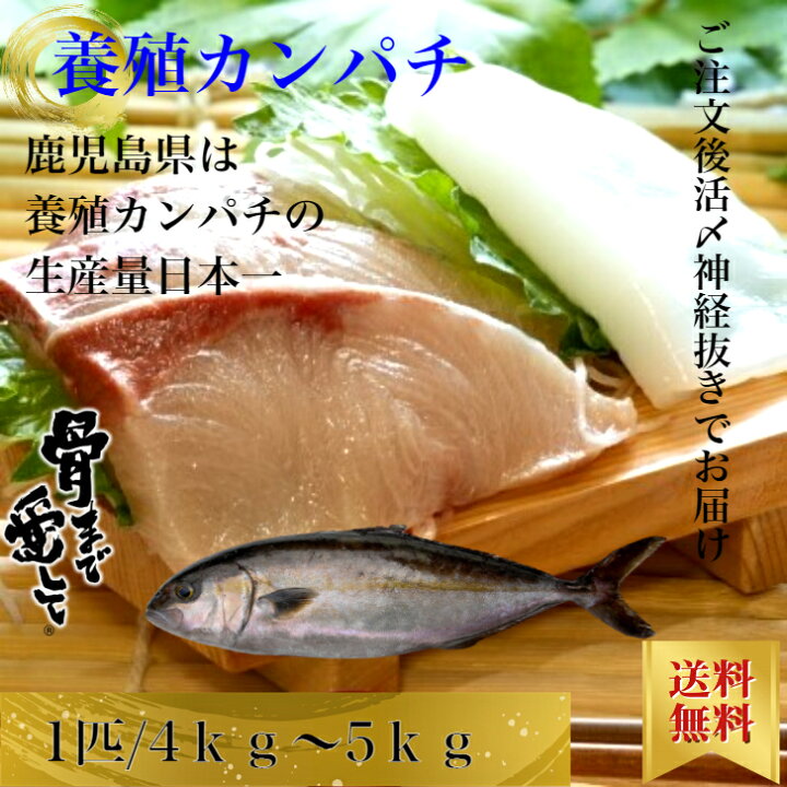 楽天市場 レビューした方にはブリカマ黒糖煮プレゼント 養殖かんぱち カンパチ 1尾約4kgから5kg 鹿児島県産 送料無料 贅沢 内臓 エラ付き 丸々1匹 産地直送 お刺身 しゃぶしゃぶ 照り焼き 忘年会 新年会 ソテー かんぱち 勘八 北海道 沖縄は1000円加算し ご請求致し