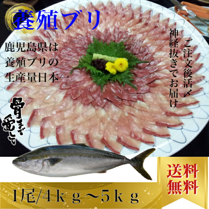楽天市場 ブリ ぶり 1尾約4kgから5kg 内臓 エラ付き 鰤しゃぶ 刺身 お取り寄せグルメ プレゼント ギフト セット おつまみ 結婚祝い 出産祝い 誕生日プレゼント 食品 食べ物 福袋 内祝い 高級 海鮮 詰め合わせ ホワイトデー 北海道 沖縄は1000円加算し ご請求いたし 楽天市場 ブリ ぶり 1尾約4kgから5kg 内臓 エラ付き 鰤しゃぶ 刺身 お取り寄せグルメ プレゼント ギフト セット おつまみ 結婚祝い 出産祝い 誕生日プレゼント 食品 食べ物 福袋 内祝い 高級 海鮮 詰め合わせ ホワイトデー 北海道 沖縄は1000円加算し ご請求いたし