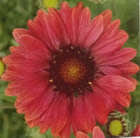 楽天市場 ガイラ ルディア 花の通販