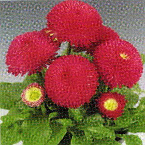 yX_ꐶYzf[W[E^b\[ fB[v[Y 9Z`|bgc փ||炫̉Ԃ炫܂