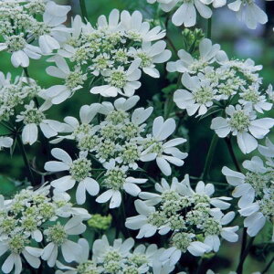 yg_ꐶYzIAiIjzCg[X 9Z`|bgc 킢Ԃ炫܂