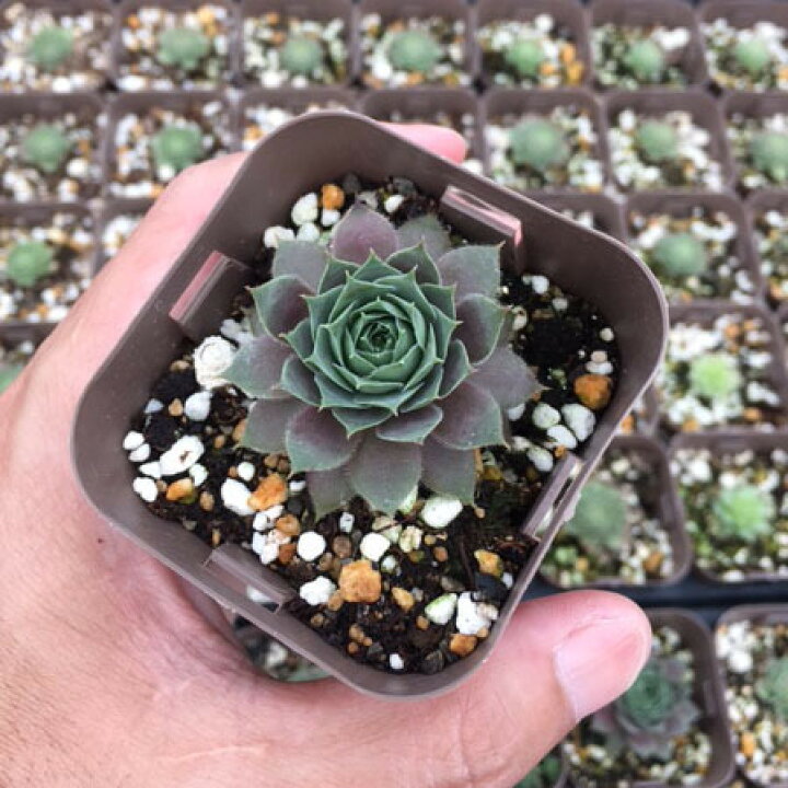 楽天市場 当店農場生産 多肉植物 センペルビウム ミッドナイトローズ 7 5センチポット苗 ハニーミント