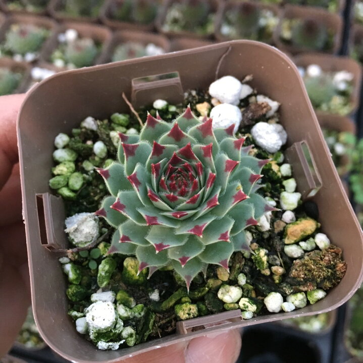 楽天市場 当店農場生産 多肉植物 センペルビウム ジュセッピー 7 5センチポット苗 ハニーミント