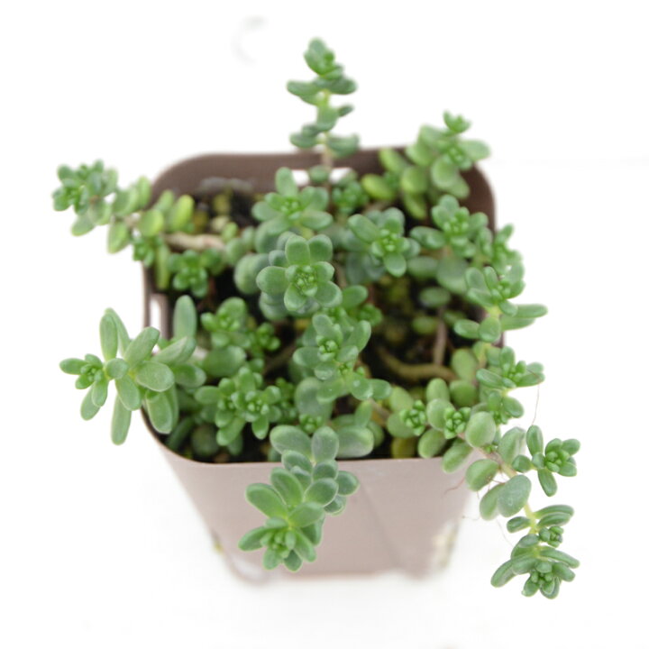 楽天市場 当店農場生産 多肉植物 セダム 白花タイトゴメ 7 5センチポット耐寒性 ハニーミント