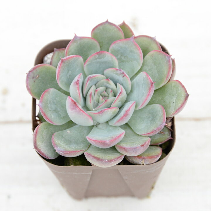 楽天市場 当店農場生産 多肉植物 エケベリア属 花うらら 7 5センチポット苗 ハニーミント