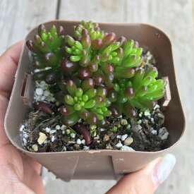 楽天市場 苗 多肉植物の通販
