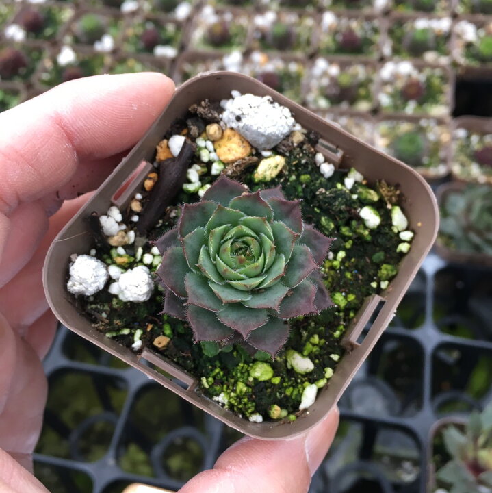 楽天市場 当店農場生産 多肉植物 センペルビウム 紅薫花 コウクンカ 7 5センチポット苗 ハニーミント