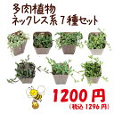 【当店農場生産】多肉植物 ネックレス系7種セット