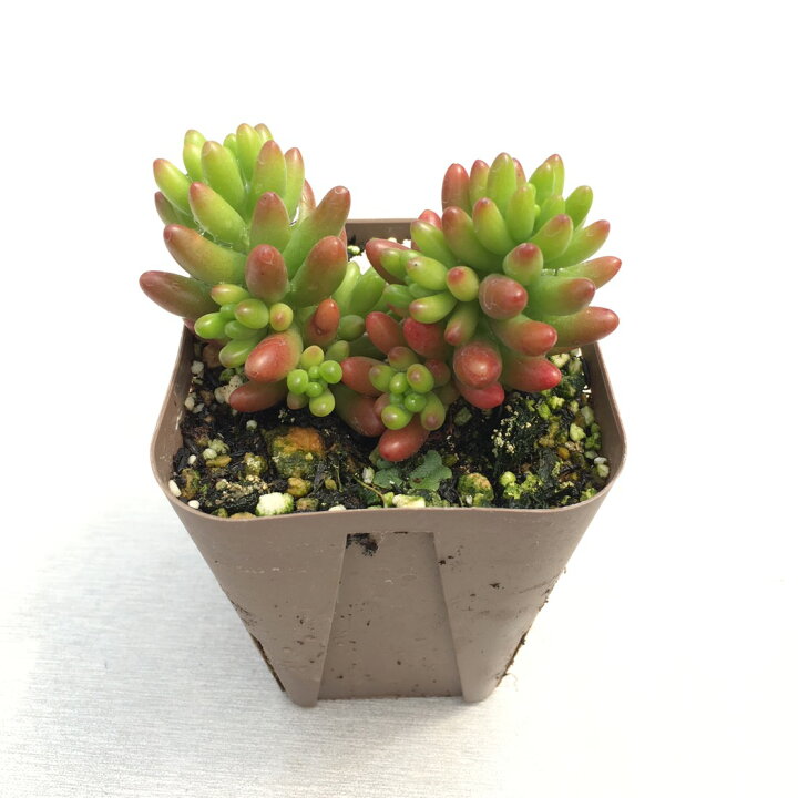 楽天市場】【当店農場生産】多肉植物 セダム 虹の玉 7.5センチポット苗 