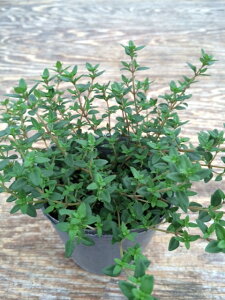 yX_ꐶYzt`^C 9cm|bgc Hp^CŔɐB͉