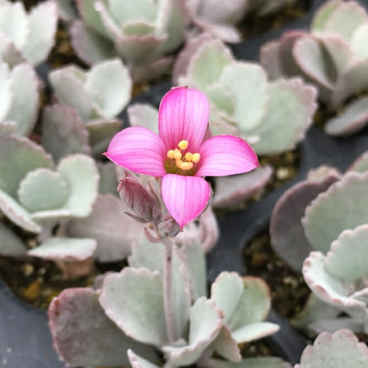 楽天市場 当店農場生産 多肉植物 白銀の舞 カランコエ プミラ 7 5センチポット苗 シルバーの葉がとてもキレイ ハニーミント