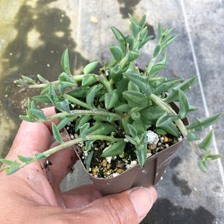楽天市場 当店農場生産 多肉植物 ドルフィンネックレス 7 5センチポット苗 ハニーミント