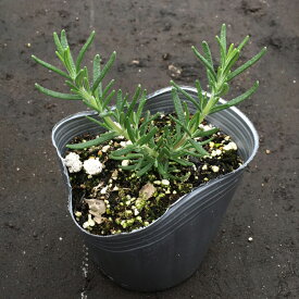 楽天市場 ハーブの苗物 種類 植物 ローズマリー ミント 苗物 ガーデニング 農業 花 ガーデン Diyの通販 楽天市場 ハーブの苗物 種類 植物 ローズマリー ミント 苗物 ガーデニング 農業 花 ガーデン Diyの通販