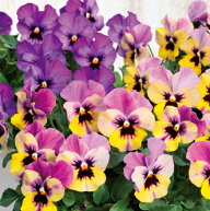【当店農場生産】ビオラ ももか おまつり（花なし苗） 9センチポット苗 花壇や寄せ植えに♪