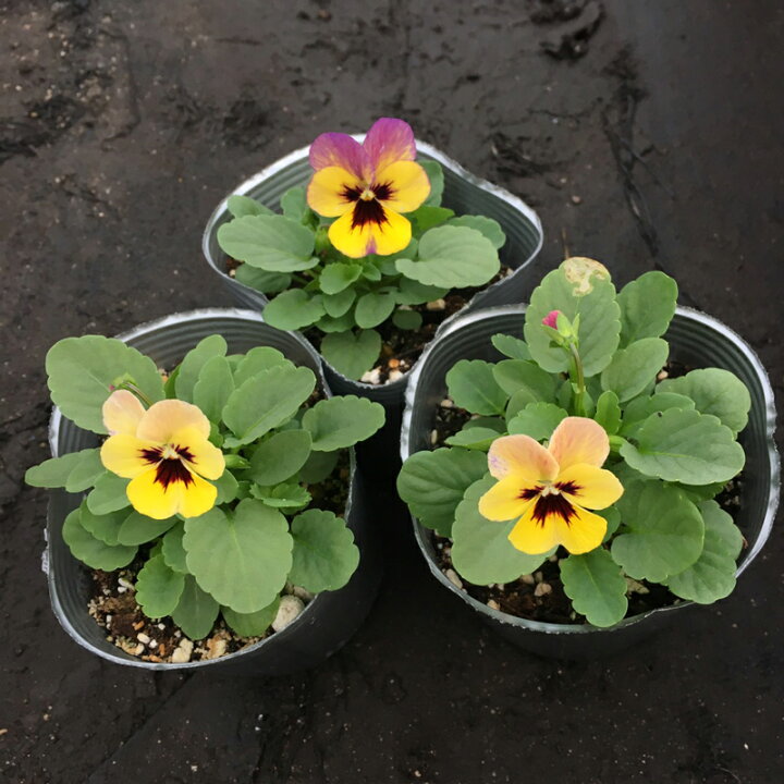 楽天市場】【当店農場生産】ビオラ ももか おまつり(花なし苗) 9センチポット苗 花壇や寄せ植えに♪ : ハニーミント 楽天市場】【当店農場生産】ビオラ ももか おまつり(花なし苗) 9センチポット苗 花壇や寄せ植えに♪ : ハニーミント