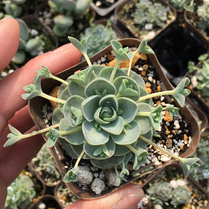 楽天市場 当店農場生産 多肉植物 子持ち蓮華 7 5センチポット 蓮華のような葉っぱがかわいい ハニーミント