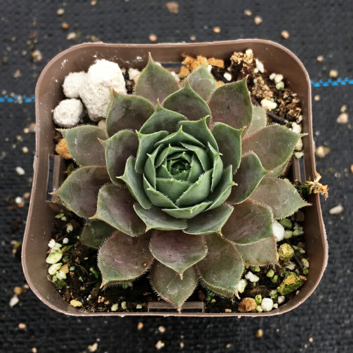 18種類 多肉植物 強くて増える品種 スーパーsale セール期間限定