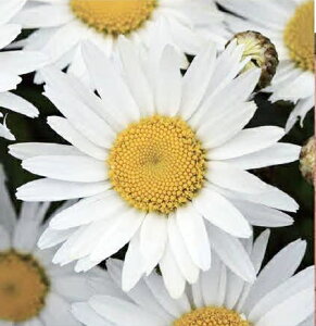 yX_ꐶYzCJZ}iVX^[f[W[j }hi 9Z`|bgc