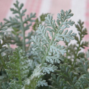 yX_ꐶYzVo[[X 9Z`|bgc 񂹐AɃsb^